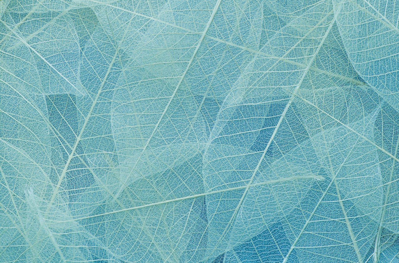 The image shows a detailed pattern of translucent blue leaves overlapping each other, highlighting their intricate vein structures.
