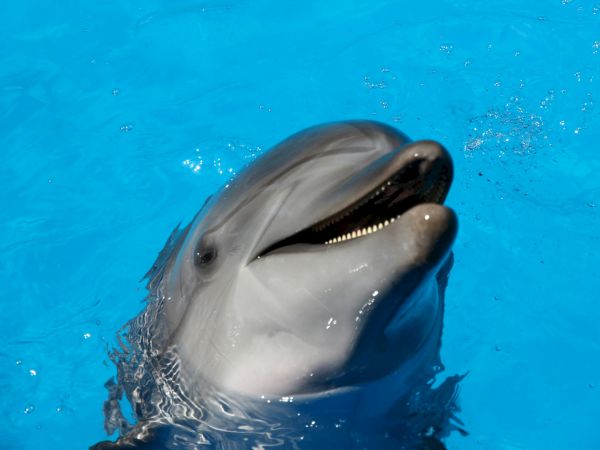 A dolphin is partially submerged in clear blue water, with its head above the surface and mouth slightly open.