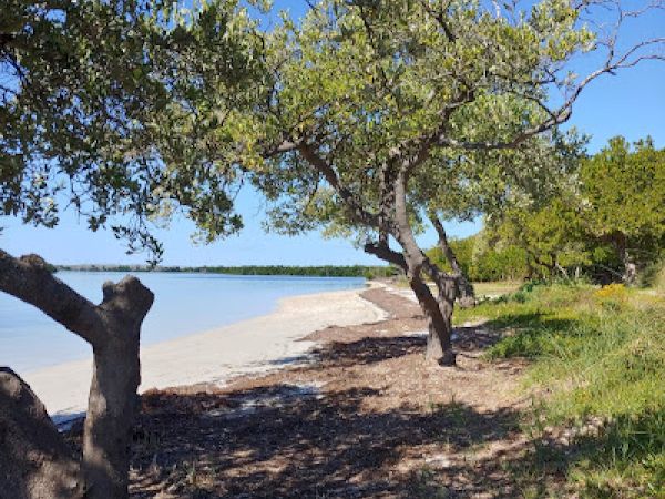 A serene beach scene with trees and clear blue skies along a sandy shore, creating a peaceful coastal ambiance.