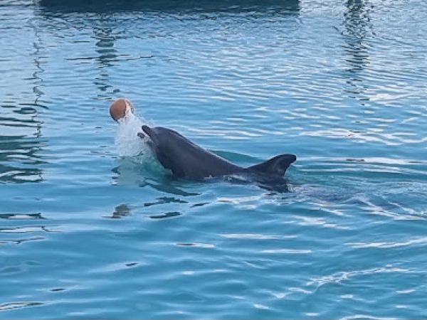 A dolphin is swimming in the water, playing with a ball.