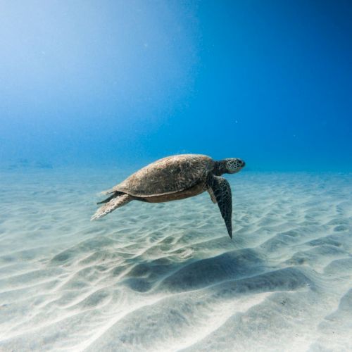 A sea turtle swims gracefully over a sunlit, sandy ocean floor with a bright blue sky above the water.