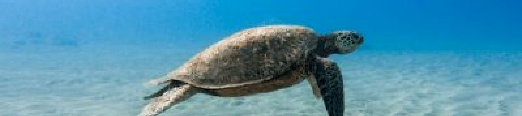 A sea turtle is swimming gracefully underwater over a sandy ocean floor, surrounded by clear blue water.