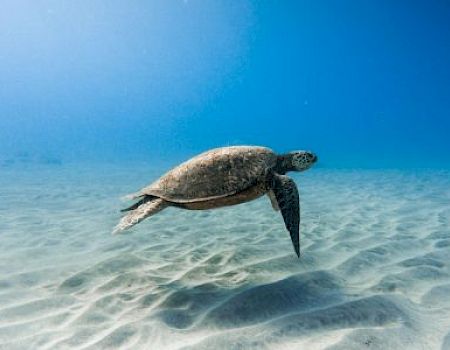 A sea turtle is swimming gracefully underwater over a sandy ocean floor, surrounded by clear blue water.