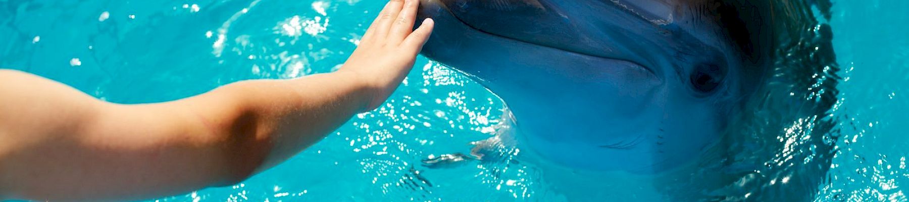 A person's hand touching a dolphin in clear blue water, creating a gentle and interactive moment with the marine animal.