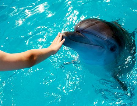 A person's hand touching a dolphin in clear blue water, creating a gentle and interactive moment with the marine animal.
