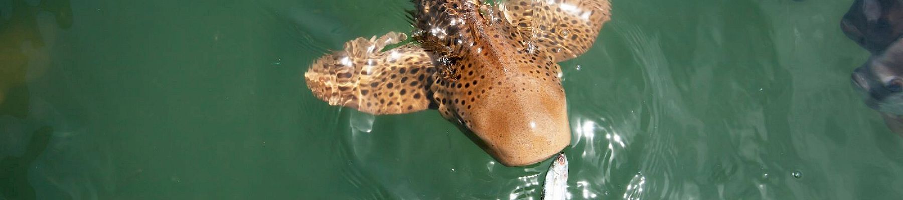 A person is feeding a zebra shark in the water, holding a piece of food near its mouth while the shark approaches.