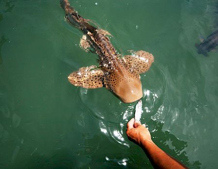 A person is feeding a zebra shark in the water, holding a piece of food near its mouth while the shark approaches.