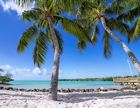 A tropical beach scene with palm trees, turquoise water, a clear blue sky, and a wooden pier extending into the sea.