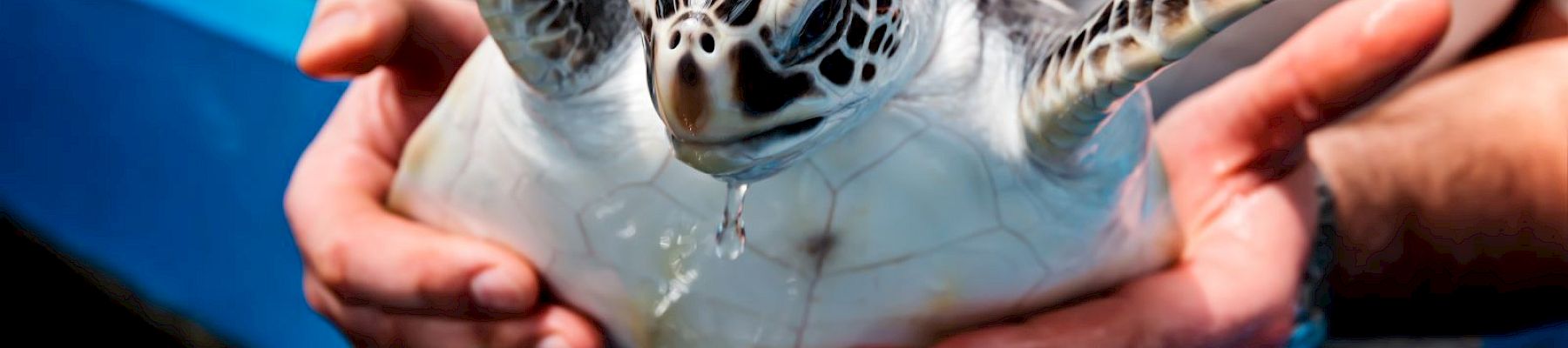 A person is holding a sea turtle, with its flippers outstretched, over a blue water tank.