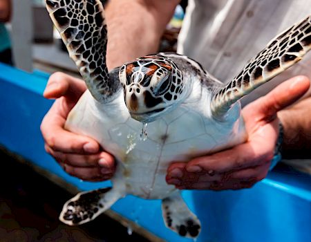 A person is holding a sea turtle, with its flippers outstretched, over a blue water tank.