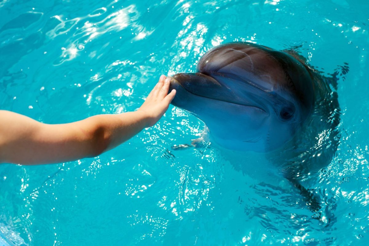touching a dolphin